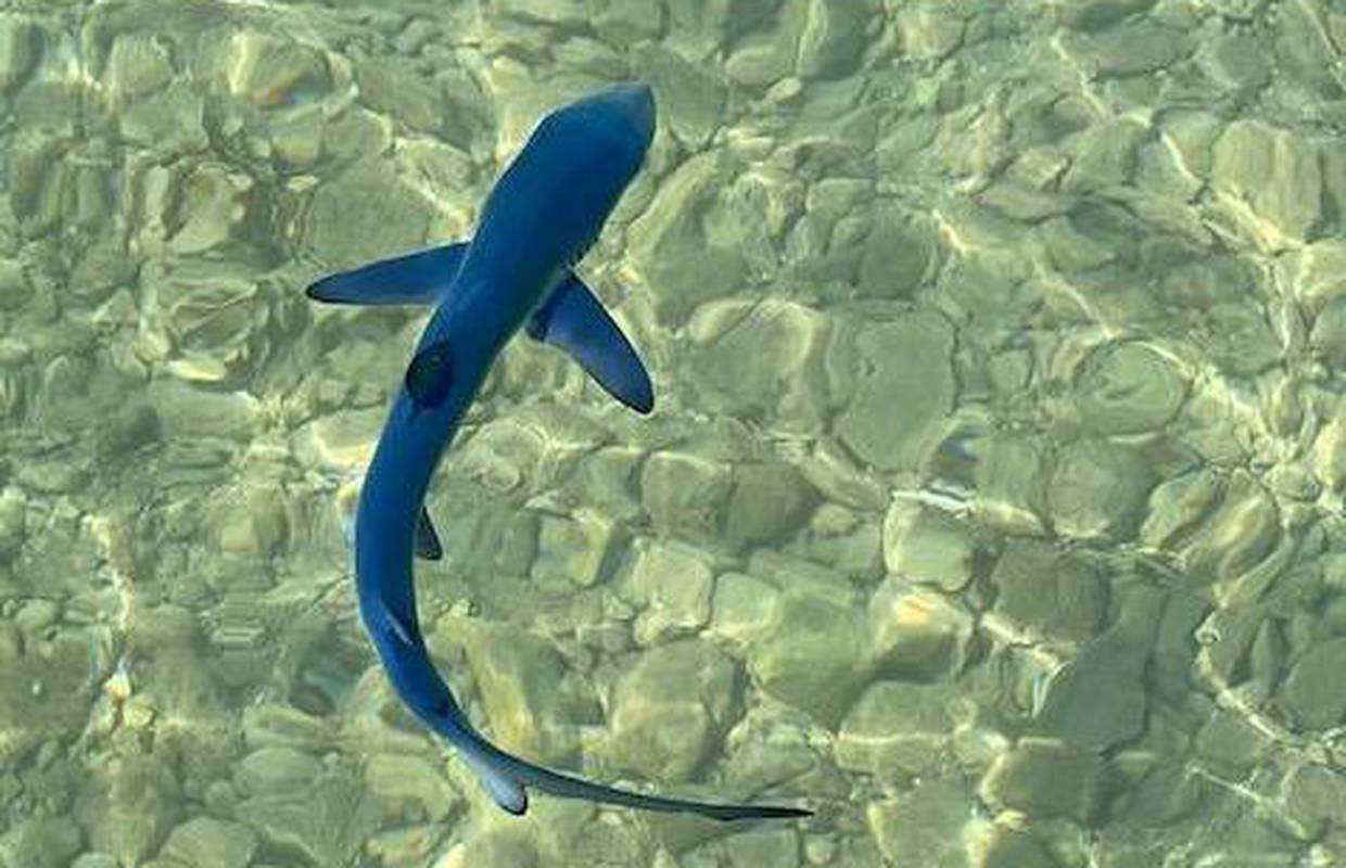 Novo istraživanje: U Jadranu 60 vrsta morskih pasa i raža, čak 70 posto ih je ugroženo