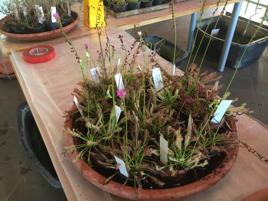 Rasprodaja u Botaničkom vrtu: Mesožderke su već od 30 kuna