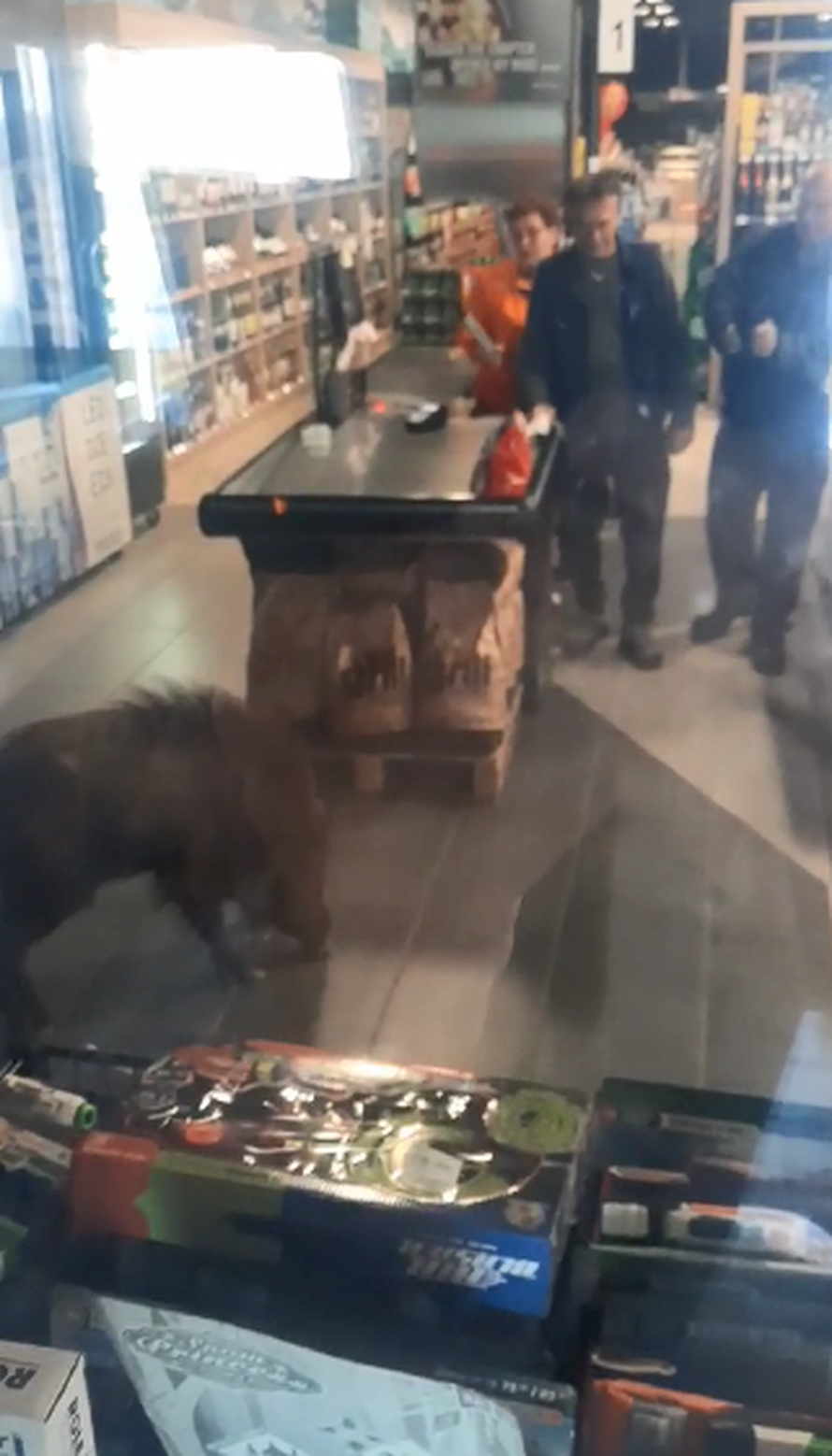 Nevjerojatna snimka s Krka! Kuda idu divlje svinje? U dućan: 'Ma ja to već vidim na ražnju'