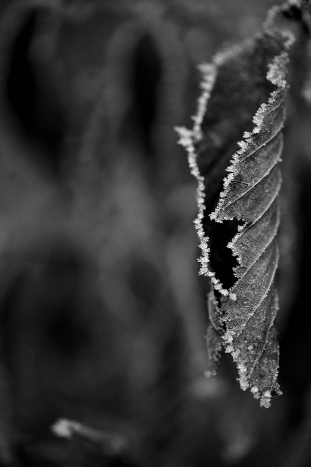 Zagreb: Gusta magla sakrila boje parka Maksimir