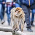Majmuni pobjegli iz češkog zoološkog vrta pa prošetali gradom: Netko ih pustio?