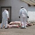 Stočari u panici, prvo je došla afrička svinjska kuga, potom bedrenica, a sad i 'plavi jezik'