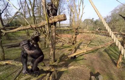 Dronom iživcirali čimpanzu: Pogledajte kako im je uzvratila