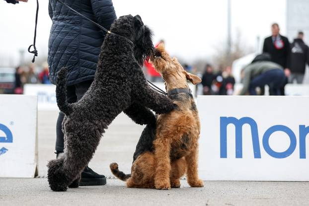 Izložba pasa svih pasmina ispred shopping centra Westgate City u Zaprešiću