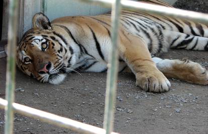 Nakon što su zapeli na granici, bolesni tigrovi ipak stigli u zoo