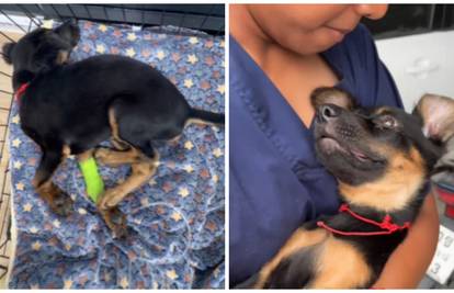 VIDEO Štene s ceste trebali su uspavati. Ovo je transformacija nakon 22 dana: 'Izaziva suze'