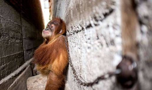 Držali ju vezanom pola godine: Oslobodili orangutanicu Boniku