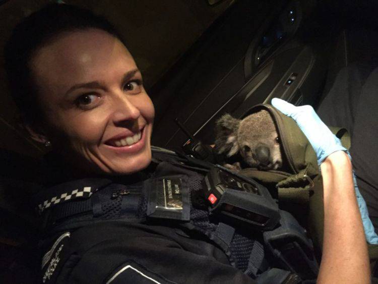 Žena (50) skrivala bebu koale u ruksaku: Pa pronašla sam ga