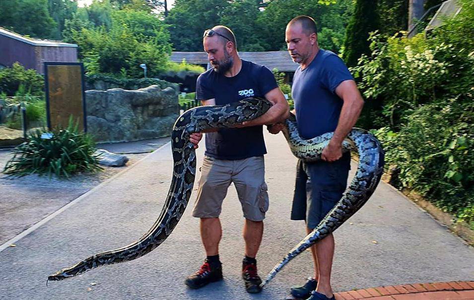 Piton koji je vlasniku 'čuvao' travu posjetio  KB Dubrava prije 6 godina: Šokirao je osoblje