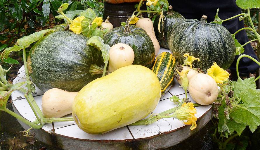 Stanislav Trstenjak: 'Moje su tikve dobre za kolače i za vino'