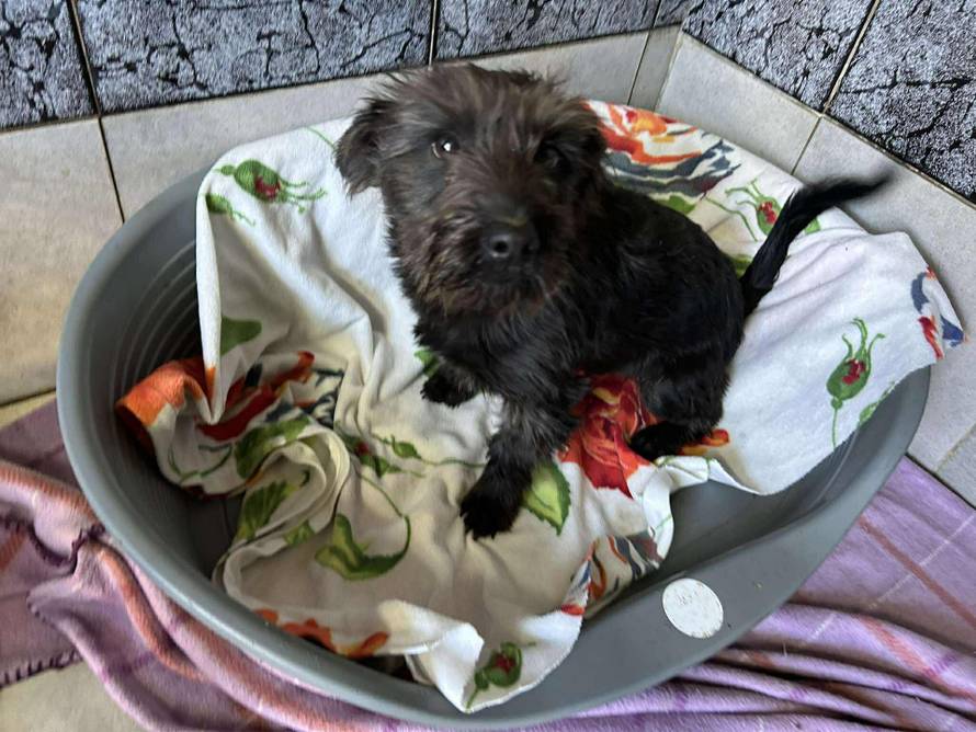 Iz romskog naselja u Međimurju spasili 37 pasa: 'Bez nadzora tu lutaju, a mačke ni ne prežive...'