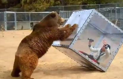 Medvjed prevrće kutiju u kojoj vrišti prestravljena djevojka 
