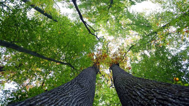 Užas u Ludbregu: Umro rušeći stabla motornom pilom u šumi
