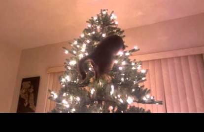 Božić i mačke! Kako ste riješili problem s božićnim drvcem?
