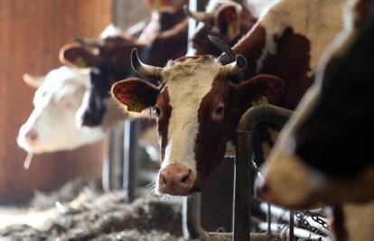 Mljekari su ogorčeni: Najbolje da s kravama odemo u  Kanadu