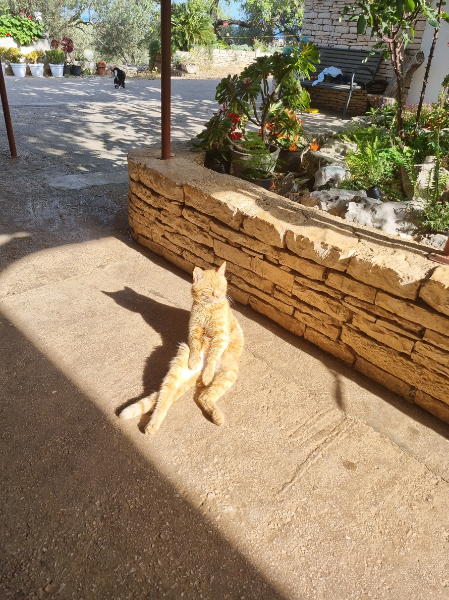 Upoznajte Duju, najpoznatijeg mačka na Korčuli. Sjedi kao čovjek i nikad nije imao curu