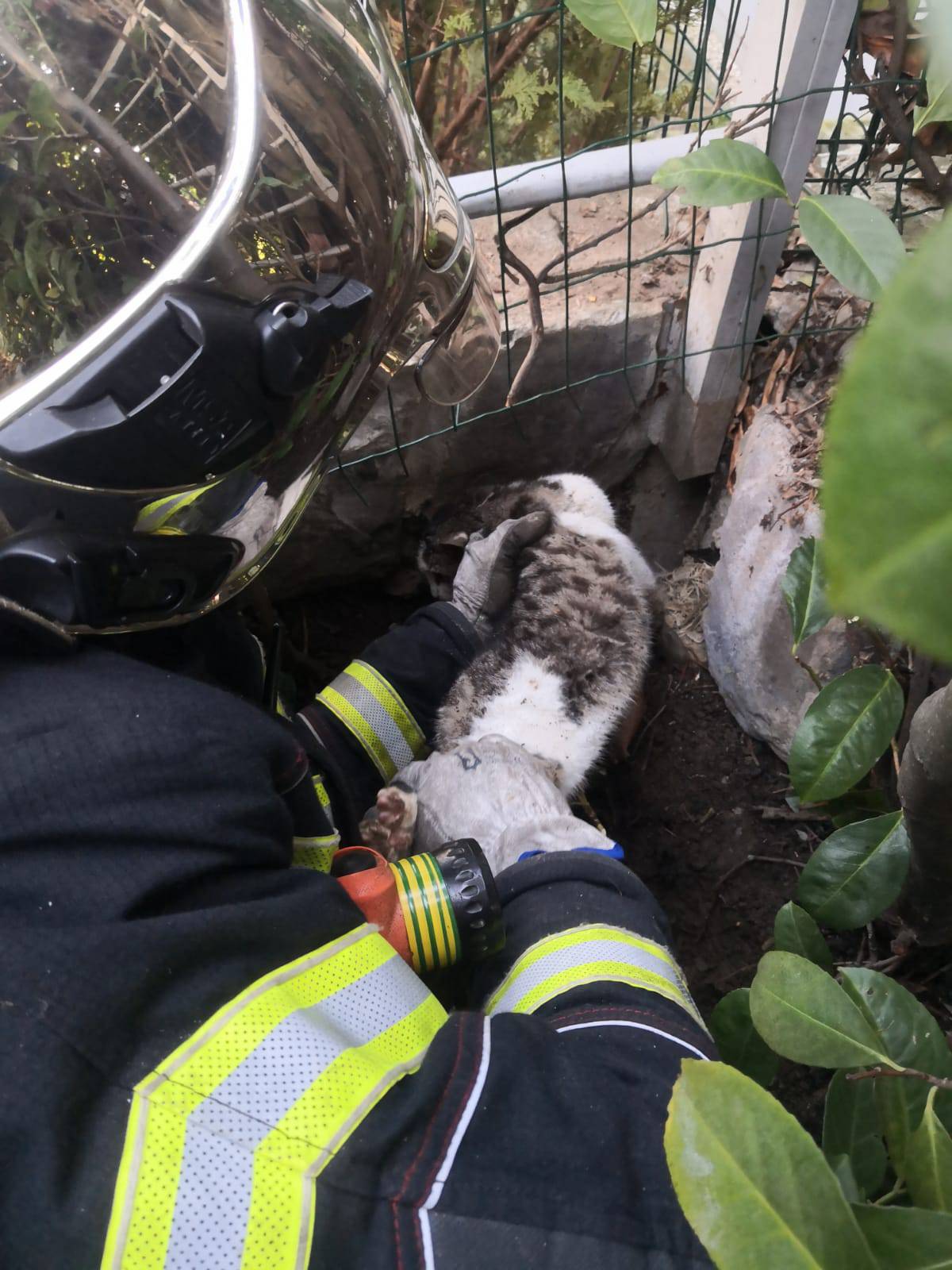 Vatrogasci spašavali macu u Zagrebu: Zapela je u rupi u zidu