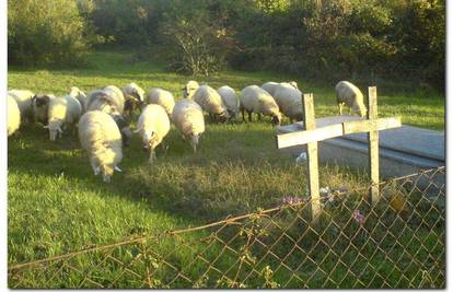Ovce pobjegle pastiru i pasle travu s grobova 