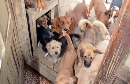 Novi zakon: Vezivanje pasa će se zabraniti, ne i usmrćivanje