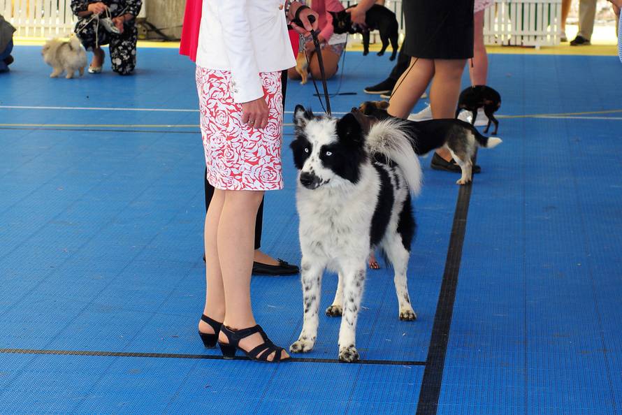 Pseći show: Američki golokoži u ringu s moskovskim čuvarom