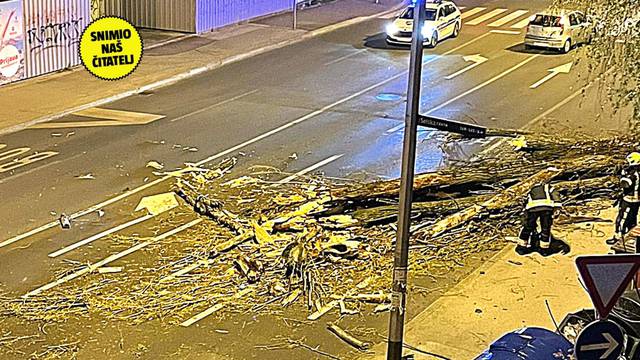 VIDEO Vjetar u Zagrebu srušio drvo od 30 metara u Selskoj! 'Vozili su po suprotnoj traci'