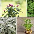 Osam biljaka koje donose sreću