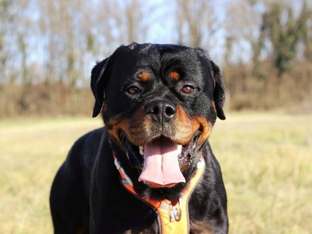 FOTO Ovi preslatki psići iz Noine Arke traže obitelj i stalni dom