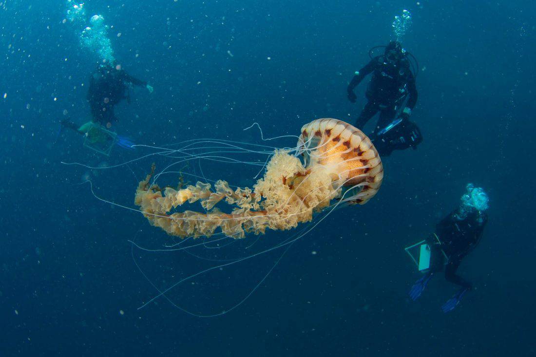 FOTO Splitski znanstvenici naišli na gigantsku meduzu: "Nikako joj se nemojte približavati"