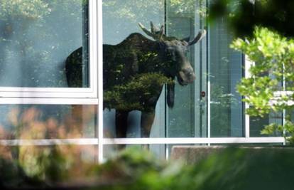 Njemačka: Tvrdoglavi los zalutao u poslovnu zgradu