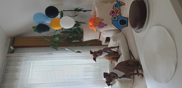 SUPER FOTKE vaših ljubimaca! Neki bi mogli biti viralni hit, ali svi su jednostavno neodoljivi