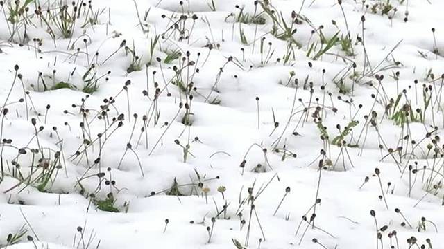 After an early heat wave, unexpected snow surprises northwest Spain