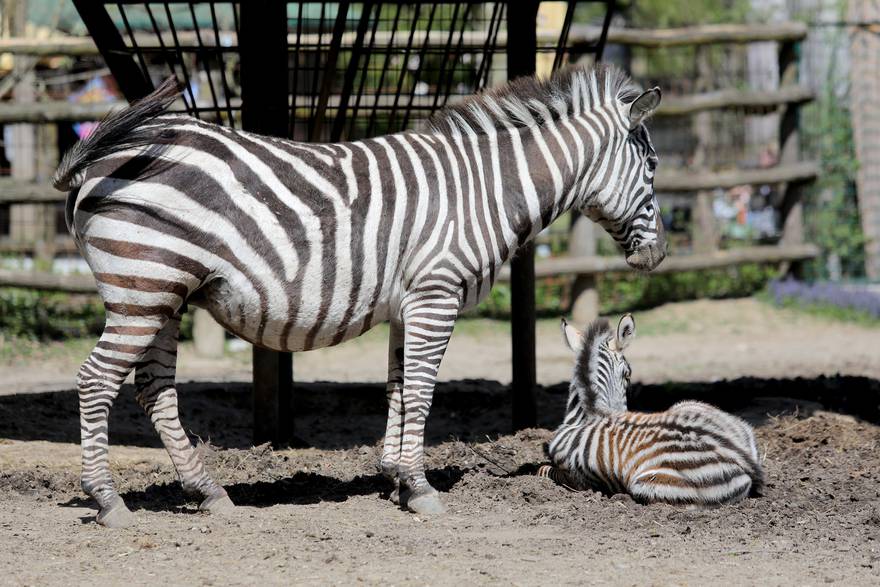 beba zebra