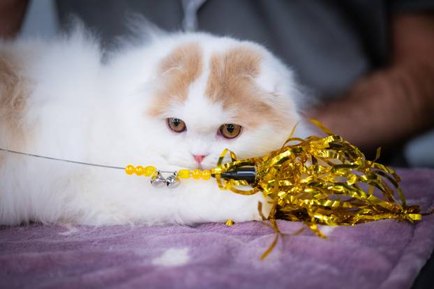 Zagreb: Drugi dan Međunarodne izložbe mačaka