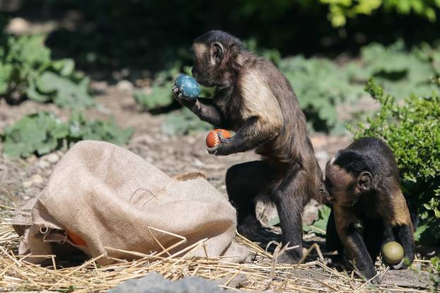 Zagreb: Životinje u ZOO vrtu Zagreb razveselile su se pisanicama 