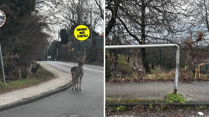 VIDEO Kakva scena u Zagrebu: 'Jeleni su čak prelazili po zebri'