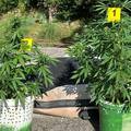 Sinjaninu policija oduzela dvije stabljike marihuane: Uzgaja ih