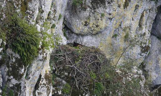 Park prirode Učka dobio novog stanara -  malenog surog orla