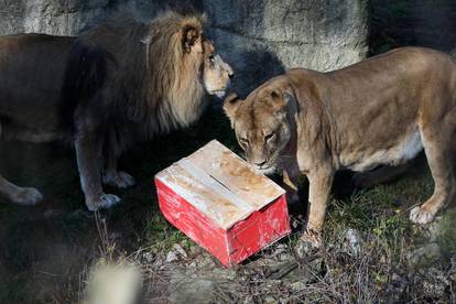 Tradicionalno darivanje životinja u zagrebačkom zoološkom vrtu na Štefanje