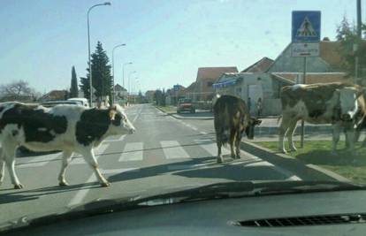 Krave prešle cestu preko 'zebre' i krenule u školu
