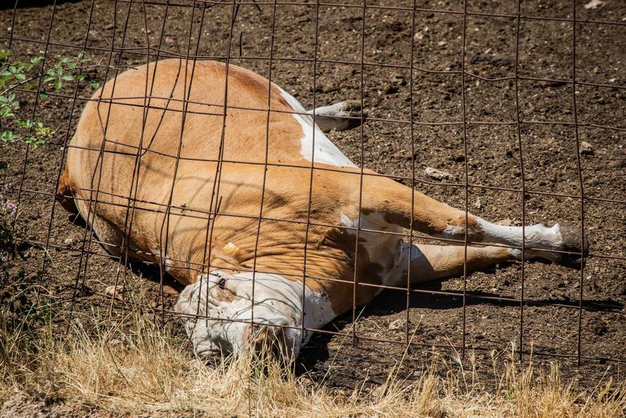 Gornje Maovice: Mjesto gdje je potvrđen slučaj bedrenice