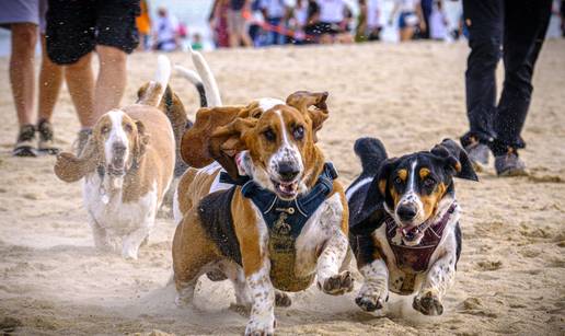 FOTO Teško ćete danas vidjeti nešto slađe: 300 urnebesnih baseta jurcalo plažom