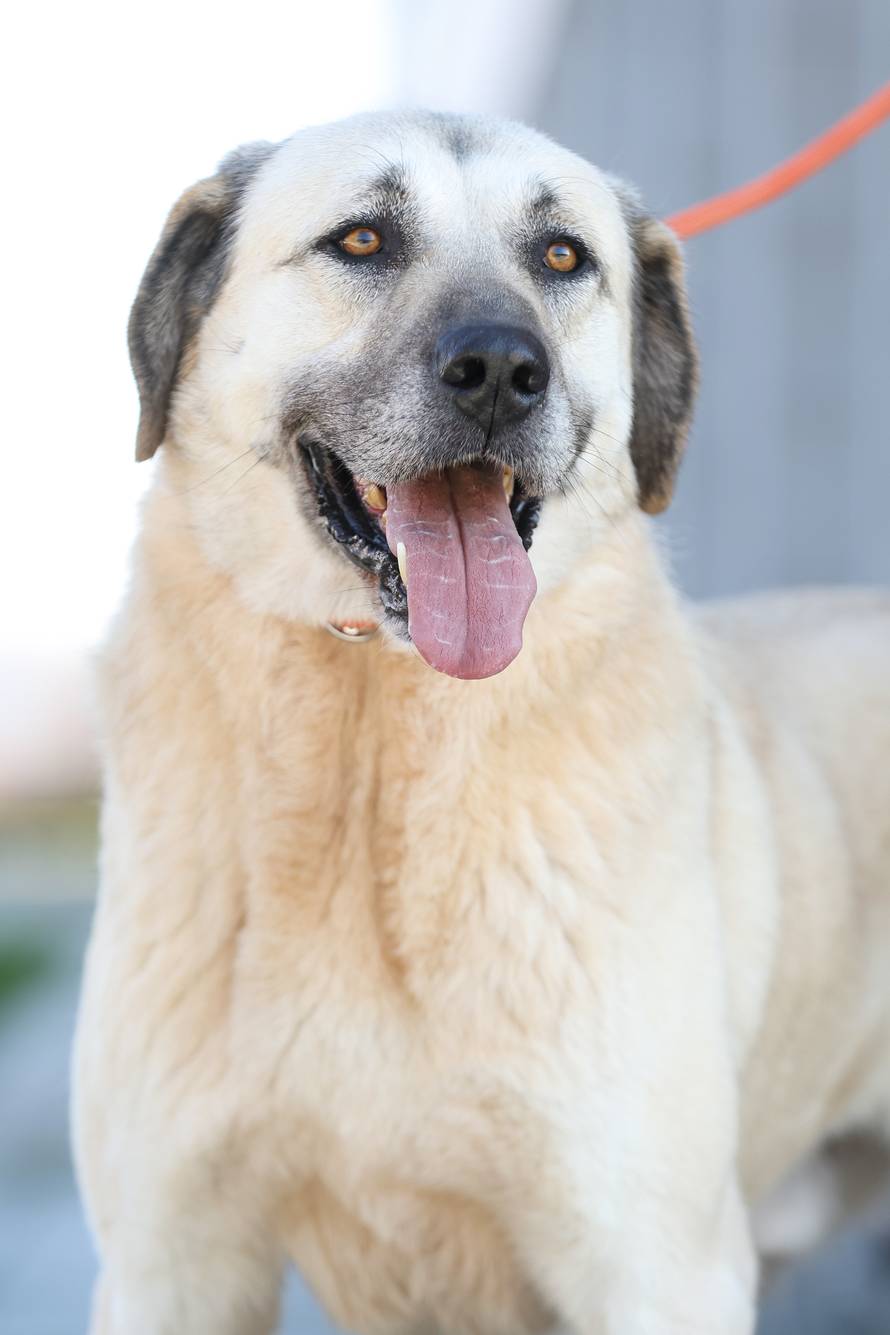 Zagreb: Psi u skloništu u Dumovcu 