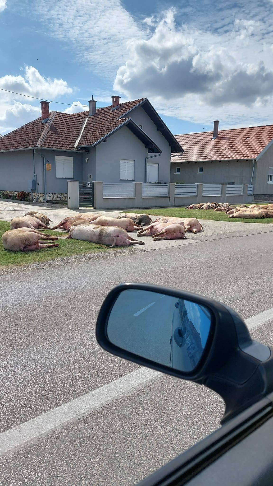 Užas u Slavoniji: Pobili su mi svinje i ostavili ih pred kućom!