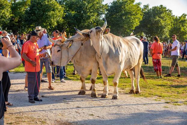 Kanfanar: Sarožin je i ove godine najteži i najljepši vol na Smotri istarskog goveda