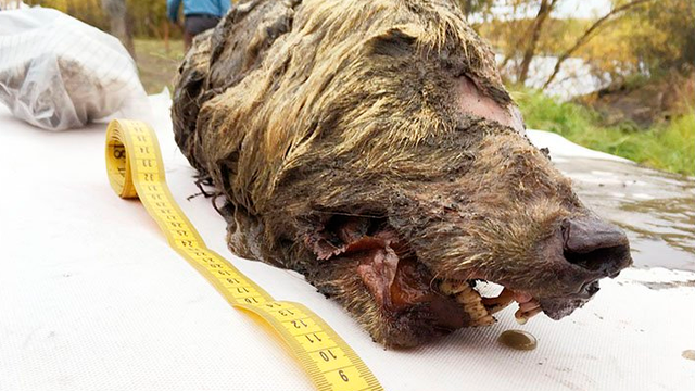 Duplo veći od današnjih: Našli su glavu vuka iz ledenog doba