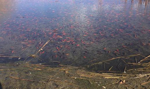 U jezero bacili zlatne ribice! 3 godine kasnije dogodilo se ...