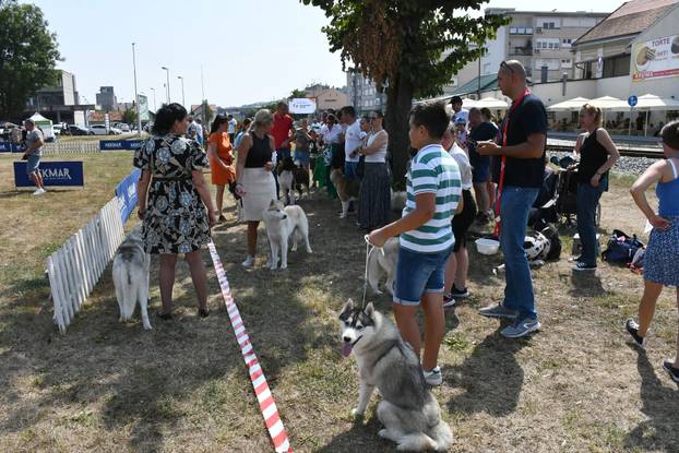 Požega: Nacionalna izložba pasa "CAC Požega 2024."
