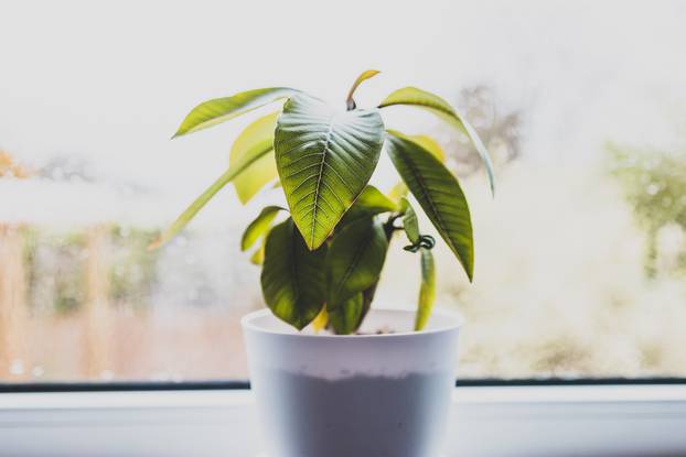 close-up of frangipani plant in white pot indoor by the window w