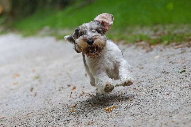 Zagreb: Hrvatska kujica Meghan proglašena najljepšim psom na svijetu