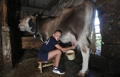 Kravice Zeka i Mrkova đaka Ivana bude za školu: 'Tamo se umorim, od posla u staji nikad'